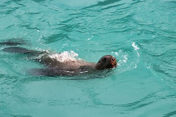 Obraz premium Yakutat Bay, Alaska