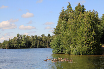 Summer landscape with gees on lake and trees