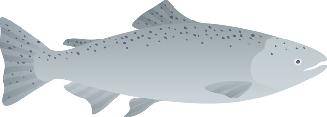 Chinook salmon realistic vector illustration. Pacific fish isolated on white background.