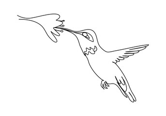 Hummingbird. One line drawing vector illustration.