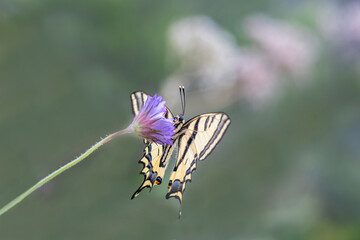 Tiger Swallowtail butterfly (Papilio alexanor) on plant