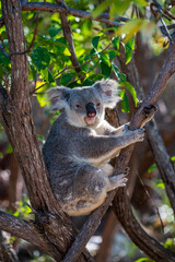 A koala sits in a tree on Magnetic Island, looking somewhat tired.