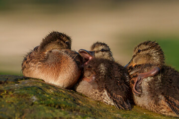 Mallard Ducklings Huddled in Morning Light, Local Lake, Fishers, Indiana. During Summer. 