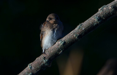 Barn Swallow perched on branch in morning light. Local Lake, Fishers, Indiana, Summer. 