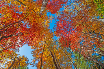 Spectacular Autumn Colors in a Soaring Canopy