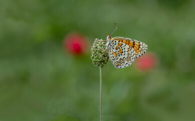 Greater Spotted Eparhan butterfly (Melitaea phoebe)