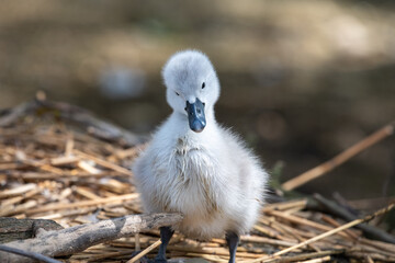 Close up of a new born mute swan cygnet (cygnus olor)