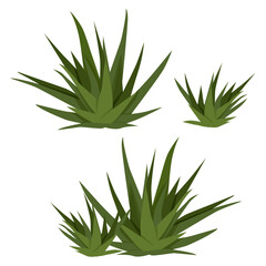 Set of flat green Haworthia succulents without pot