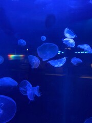 jellyfish in blue water