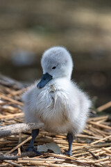 Close up of a new born mute swan cygnet (cygnus olor)