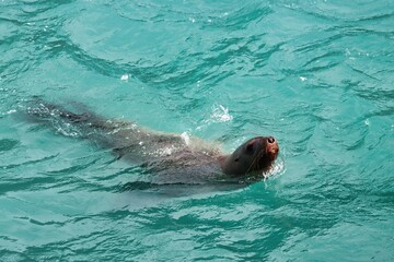 Fototapeta premium Yakutat Bay, Alaska