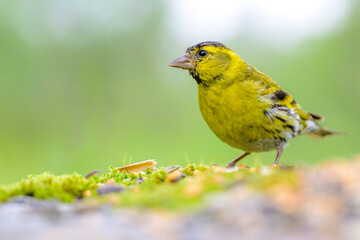 Eurasian Siskin in the Norwegian woods in Stugudal, Norway