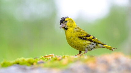 Eurasian Siskin in the Norwegian mountains in Stugudal during summer