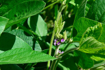 Soybean crop field , in the Buenos Aires Province Countryside, Argentina.