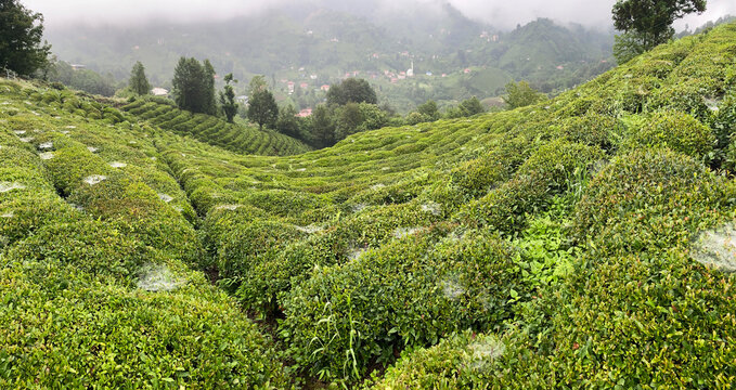 View from the Tea gardens in Rize, Turkey