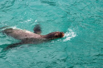 Obraz premium Yakutat Bay, Alaska