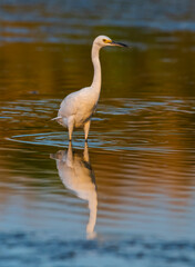 Snowy Egret, Egretta thula , perched, La Pampa Province, Patagonia, Argentina.