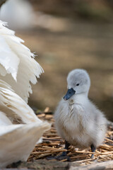 Close up of a new born mute swan cygnet (cygnus olor)