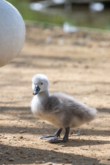 Close up of a mute swan (cygnus olor) cygnet