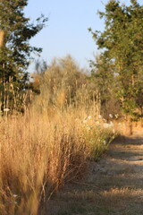 Trail walk