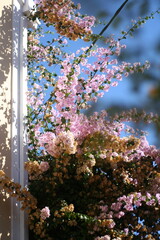 Beautiful flowers pictures in a summer day, blooming in a garden