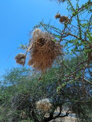 Tree with Weaver birds nests in Kenya in Africa, Ploceidae nests