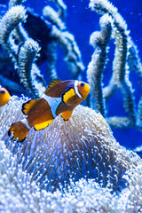 fish in aquarium