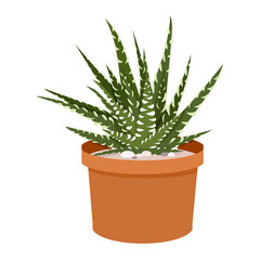 Green Haworthia succulent in a pot