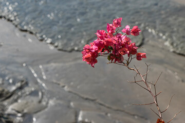 Bougainvillea by the seashore