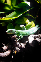 green lizard on a branch
