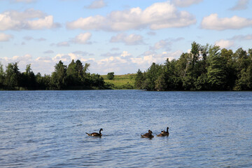 Summer landscape with geese on lake and trees