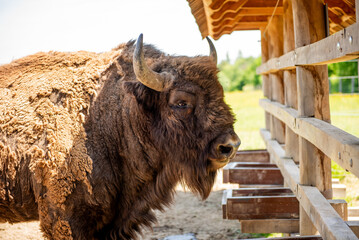 bison feeds in the national park, at a feeder. Bison at the feeder in the forest © Ordasi  Tatyjana