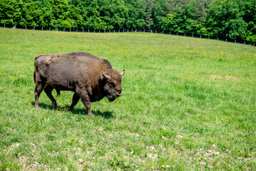 European bison adult female in forest, an endangered species.