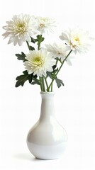 Vase with flowers: Chrysanthemum, white background.