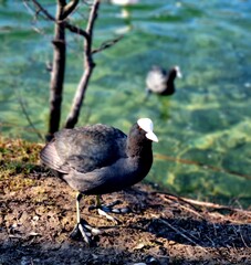 Rencontre avec une poule d'eau
