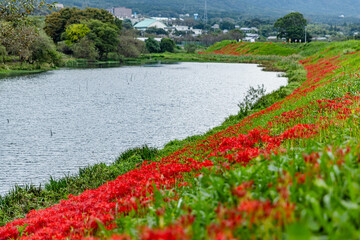 岐阜県　津屋川の彼岸花
