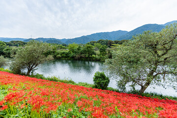 岐阜県　津屋川の彼岸花
