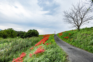 岐阜県　津屋川の彼岸花
