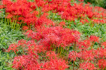 岐阜県　津屋川の彼岸花
