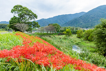 岐阜県　津屋川の彼岸花
