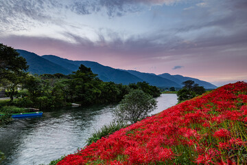 岐阜県　津屋川の彼岸花
