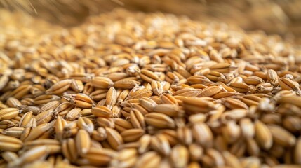 Obraz premium A pile of grain with a lot of small grains