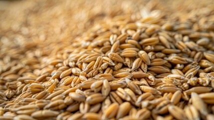 Obraz premium A pile of grain with a lot of small grains