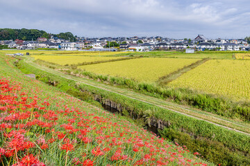 愛知県　 矢勝川の彼岸花
