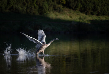 Juvenile swan practice flying over a body of water in Edinburgh, Scotland. The water is calm and reflecting the sunlight on the bird