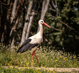 A white stork on the ground looking for nesting materials in Madrid, Spain, walking through a field of yellow flowers