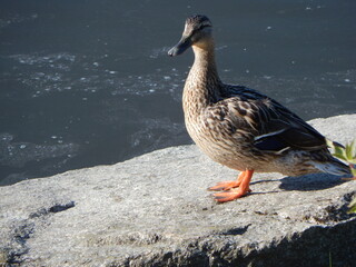 Female Mallard Sunning on Granite Rocks