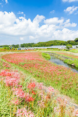 Fototapeta premium 愛知県 矢勝川の彼岸花 