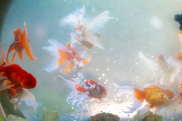 goldfish in aquarium