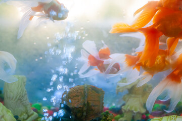 Naklejka premium aquarium with fishes